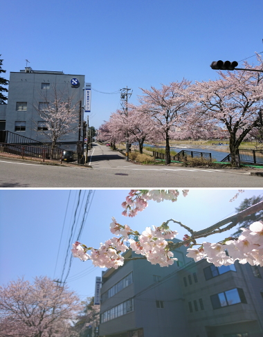 本社周辺の桜が満開となりました